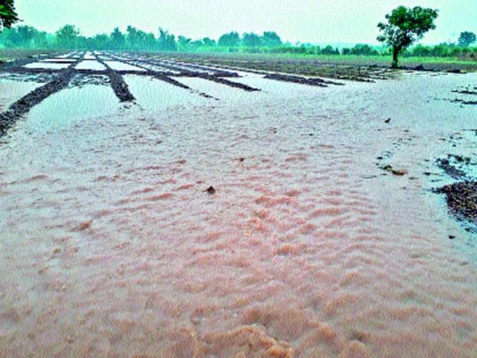 Damage to farming, loss of onion crops | वळवाचा शेतीला तडाखा, कांदापिकाचे नुकसान Damage to farming, loss of onion crops | वळवाचा शेतीला तडाखा, कांदापिकाचे नुकसान