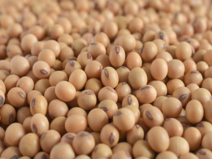 Fall in the price of soybeans, the central goverment imported soybeans | सोयाबीनच्या दरात घसरण, केंद्राने सोयाबीन केले आयात Fall in the price of soybeans, the central goverment imported soybeans | सोयाबीनच्या दरात घसरण, केंद्राने सोयाबीन केले आयात