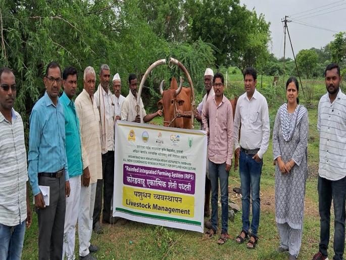 Vaccination and isolation of lumpy animals is important | लम्पीग्रस्त जनावरांचे लसीकरण व विलगीकरण महत्वाचे