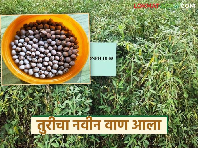 There will be a revolution in tur crop; Marathwada Agricultural University approves this new hybrid variety developed | तूर पिकात होणार क्रांती; मराठवाडा कृषि विद्यापीठ विकसित 'ह्या' नवीन संकरित वाणाला मान्यता There will be a revolution in tur crop; Marathwada Agricultural University approves this new hybrid variety developed | तूर पिकात होणार क्रांती; मराठवाडा कृषि विद्यापीठ विकसित 'ह्या' नवीन संकरित वाणाला मान्यता