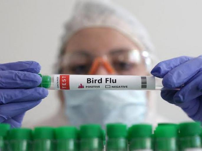 Where did bird flu come from, how far did it spread?, war level treatment; Rapid response team activated | बर्ड फ्लू आला कुठून, पसरला किती?, युद्ध पातळीवर शाेध; रॅपिड रिस्पॉन्स टीम सक्रिय Where did bird flu come from, how far did it spread?, war level treatment; Rapid response team activated | बर्ड फ्लू आला कुठून, पसरला किती?, युद्ध पातळीवर शाेध; रॅपिड रिस्पॉन्स टीम सक्रिय