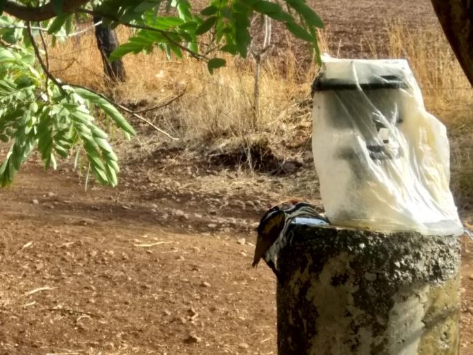 thirsty birds drinking water from volve | तहानलेल्या पक्ष्यांना गळत्या व्हॉल्व्हचा आधार 