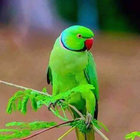 Hussein don't show the parrot the cage; Shake the prison air then | हौसेनं पोपटाला दाखवू नका पिंजरा; तुरुंगाच्या हवेचा बसेल मग हादरा Hussein don't show the parrot the cage; Shake the prison air then | हौसेनं पोपटाला दाखवू नका पिंजरा; तुरुंगाच्या हवेचा बसेल मग हादरा