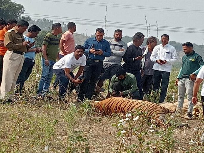 Not by solar power, the tigress died by the touch of a live wire | 'त्या' वाघिणीचा मृत्यू सोलर पॉवरने नव्हे, तर 'या' कारणाने Not by solar power, the tigress died by the touch of a live wire | 'त्या' वाघिणीचा मृत्यू सोलर पॉवरने नव्हे, तर 'या' कारणाने