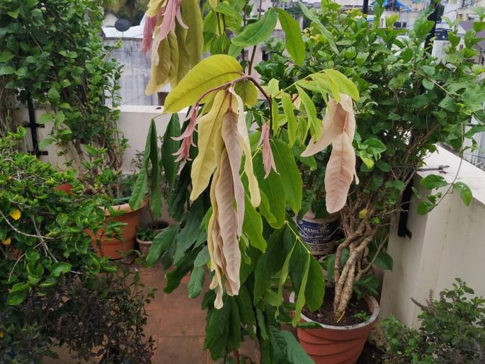 Eco-friendly Ganesha: Successful immersion of eco-friendly Ganesha in 63 families in Kolhapur | Ganpati Festival : कोल्हापूरातील ६३ कुटूंबांचे पर्यावरणपूरक गणेश विसर्जन यशस्वी Eco-friendly Ganesha: Successful immersion of eco-friendly Ganesha in 63 families in Kolhapur | Ganpati Festival : कोल्हापूरातील ६३ कुटूंबांचे पर्यावरणपूरक गणेश विसर्जन यशस्वी