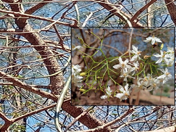 Medicinal Kala Kuda tree found in Kolhapur, demand to preserve it as a heritage tree | कोल्हापुरात आढळला औषधी ‘काळा कुडा’ वृक्ष, वारसा वृक्ष म्हणून जपण्याची मागणी Medicinal Kala Kuda tree found in Kolhapur, demand to preserve it as a heritage tree | कोल्हापुरात आढळला औषधी ‘काळा कुडा’ वृक्ष, वारसा वृक्ष म्हणून जपण्याची मागणी