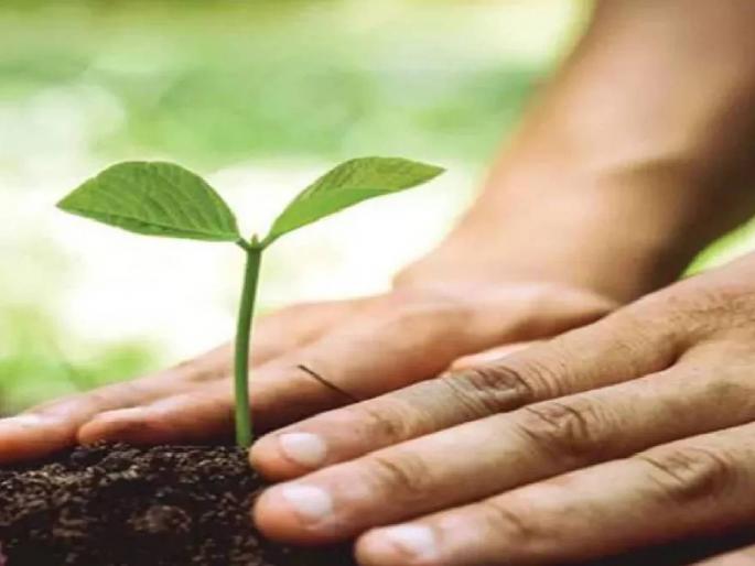 Greenery will bloom on the freed from encroachment; Plantation of 10,000 saplings will be done on open space in Malad | अतिक्रमणातून मुक्त झालेल्या जागेवर बहरणार हिरवळ; मालाडमधील मोकळ्या जागेवर होणार दहा हजार रोपांचे वृक्षारोपण Greenery will bloom on the freed from encroachment; Plantation of 10,000 saplings will be done on open space in Malad | अतिक्रमणातून मुक्त झालेल्या जागेवर बहरणार हिरवळ; मालाडमधील मोकळ्या जागेवर होणार दहा हजार रोपांचे वृक्षारोपण