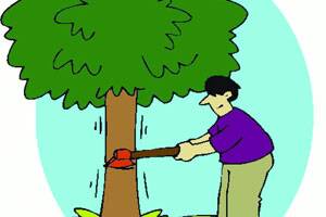 Ghat of tree felling in Panchavati | पंचवटीत वृक्षतोडीचा घाट Ghat of tree felling in Panchavati | पंचवटीत वृक्षतोडीचा घाट