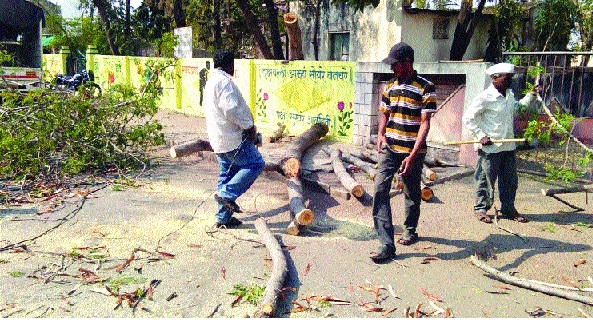 Trees are ours ... the trees of the fruit can break the trees! | वृक्षवल्ली आम्हा सोयरे... फलकाच्या साक्षीनं झाडं तोड रे! Trees are ours ... the trees of the fruit can break the trees! | वृक्षवल्ली आम्हा सोयरे... फलकाच्या साक्षीनं झाडं तोड रे!
