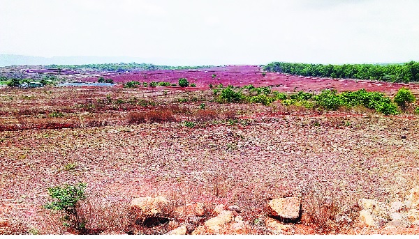 Kangaroo: Environmental balance is ruined in the name of curation of tree trunk | गगनबावड्यातील निसर्ग संपदेला वृक्षतोडीचा शाप विकासाच्या नावाखाली कत्तल : पर्यावरण समतोल ढासळतोय Kangaroo: Environmental balance is ruined in the name of curation of tree trunk | गगनबावड्यातील निसर्ग संपदेला वृक्षतोडीचा शाप विकासाच्या नावाखाली कत्तल : पर्यावरण समतोल ढासळतोय