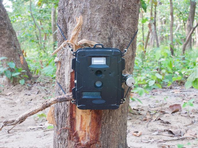 A trap camera set up to take pictures of wildlife was stolen | वन्य जीवांचे छायाचित्र घेण्यासाठी लावलेला ट्रॅप कॅमेराच नेला चोरून A trap camera set up to take pictures of wildlife was stolen | वन्य जीवांचे छायाचित्र घेण्यासाठी लावलेला ट्रॅप कॅमेराच नेला चोरून