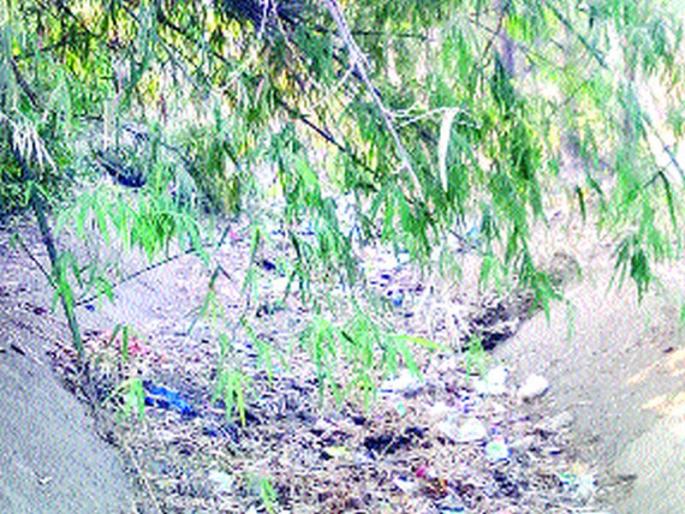 Surcharged due to ignorance of surya lake | दुर्लक्षामुळे सूर्या कालव्यांची झाली कचराकुंडी Surcharged due to ignorance of surya lake | दुर्लक्षामुळे सूर्या कालव्यांची झाली कचराकुंडी