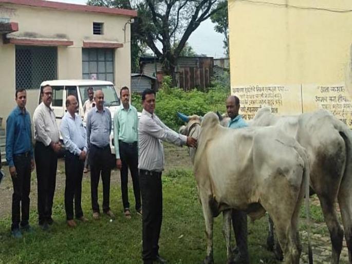 'Lumpi' expanded to reach 60 villages in washim district; 37 animals have died | ‘लम्पी’ची व्याप्ती वाढली, ६० गावांत शिरकाव; आतापर्यंत ३७ जनावरे दगावली