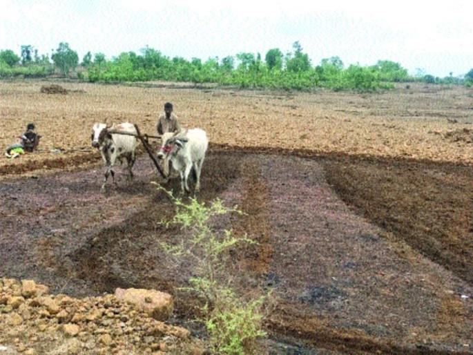 The farmer started work, began to sow rows and varnai, urad sowing | शेतकरी लागला कामाला, नाचणी व वरई, उडीद पेरण्यांना सुरुवात The farmer started work, began to sow rows and varnai, urad sowing | शेतकरी लागला कामाला, नाचणी व वरई, उडीद पेरण्यांना सुरुवात