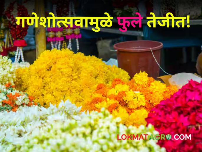 Zendu Market Rates Demand for marigold flower increased due to Ganeshotsav! Rates are also rising | Zendu Market Rates : गणेशोत्सवामुळे झेंडूच्या फुलाला मागणी वाढली! दरही तेजीत Zendu Market Rates Demand for marigold flower increased due to Ganeshotsav! Rates are also rising | Zendu Market Rates : गणेशोत्सवामुळे झेंडूच्या फुलाला मागणी वाढली! दरही तेजीत