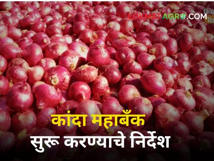 Onion Mahabank Instructions for starting Onion Mahabank in 'these' 4 districts of the state | Onion Mahabank : राज्यातील 'या' ४ जिल्ह्यांमध्ये कांदा महाबँक सुरू करण्याच्या सूचना Onion Mahabank Instructions for starting Onion Mahabank in 'these' 4 districts of the state | Onion Mahabank : राज्यातील 'या' ४ जिल्ह्यांमध्ये कांदा महाबँक सुरू करण्याच्या सूचना