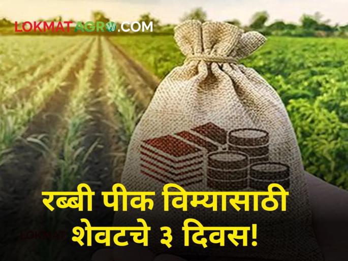 Crop Insurance Farmers pay crop insurance for Rabi season Only 3 days left | Crop Insurance : शेतकऱ्यांनो रब्बी हंगामातील पीक विमा भरा! शेवटचे केवळ ३ दिवसच बाकी Crop Insurance Farmers pay crop insurance for Rabi season Only 3 days left | Crop Insurance : शेतकऱ्यांनो रब्बी हंगामातील पीक विमा भरा! शेवटचे केवळ ३ दिवसच बाकी