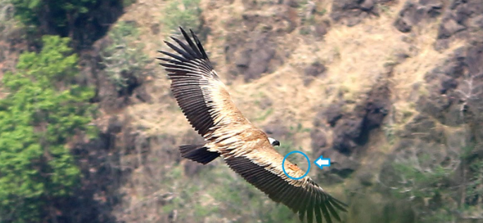 ‘Sahyadri’ is winged; Record of 254 species | सह्याद्री प्रकल्पात दुर्मीळ ग्रिफॉन गिधाड, सह्याद्रीत २५४ प्रजातींची नोंद ‘Sahyadri’ is winged; Record of 254 species | सह्याद्री प्रकल्पात दुर्मीळ ग्रिफॉन गिधाड, सह्याद्रीत २५४ प्रजातींची नोंद