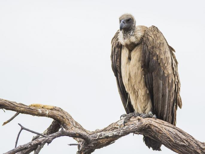When to plan a vulture conservation plan ?; Vultures communication in Chandrapur, Gadchiroli, Nagpur district | गिधाड संवर्धनाचा अॅक्शन प्लॅन केव्हा?; चंद्रपूर, गडचिरोली, नागपूर जिल्ह्यात गिधाडांचा संचार When to plan a vulture conservation plan ?; Vultures communication in Chandrapur, Gadchiroli, Nagpur district | गिधाड संवर्धनाचा अॅक्शन प्लॅन केव्हा?; चंद्रपूर, गडचिरोली, नागपूर जिल्ह्यात गिधाडांचा संचार