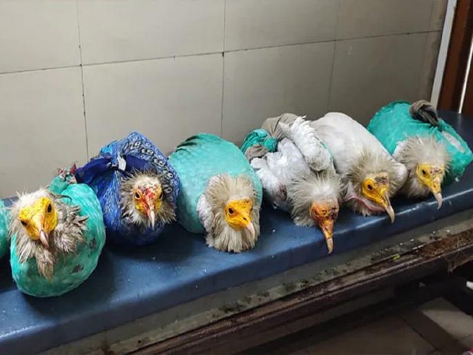 Madhya Pradesh police arrest man for smuggling rare Egyptian vultures | मध्य प्रदेश पोलिसांची कारवाई, दुर्मिळ इजिप्शियन गिधाडांची तस्करी करणारा अटकेत Madhya Pradesh police arrest man for smuggling rare Egyptian vultures | मध्य प्रदेश पोलिसांची कारवाई, दुर्मिळ इजिप्शियन गिधाडांची तस्करी करणारा अटकेत