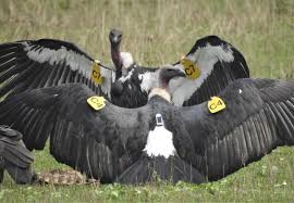 In the end, the arrow killed the innocent monkey, and the forest department's efforts were in vain | बंगालमधील दोन गिधाडांना लावले रेडिओ टॅग, देशातील पहिलाच प्रयोग In the end, the arrow killed the innocent monkey, and the forest department's efforts were in vain | बंगालमधील दोन गिधाडांना लावले रेडिओ टॅग, देशातील पहिलाच प्रयोग