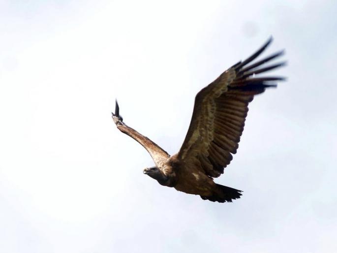 Shekdeon boost: Vultures conservation from tribals of Nasik | शेकडोने वाढ :गिधाडांचे नाशिकच्या आदिवासींकडून संवर्धन Shekdeon boost: Vultures conservation from tribals of Nasik | शेकडोने वाढ :गिधाडांचे नाशिकच्या आदिवासींकडून संवर्धन