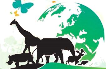 Only tigers, lions are not wildlife - victory opportunities | फक्त वाघ, सिंह म्हणजे वन्यजीव नव्हे - विजय अवसरे Only tigers, lions are not wildlife - victory opportunities | फक्त वाघ, सिंह म्हणजे वन्यजीव नव्हे - विजय अवसरे