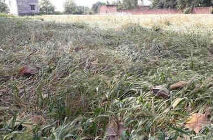 Confusion about the help of crop damage caused by heavy rainfall | अतिवृष्टीने झालेल्या पीक नुकसानाच्या मदतीबाबत संभ्रम Confusion about the help of crop damage caused by heavy rainfall | अतिवृष्टीने झालेल्या पीक नुकसानाच्या मदतीबाबत संभ्रम