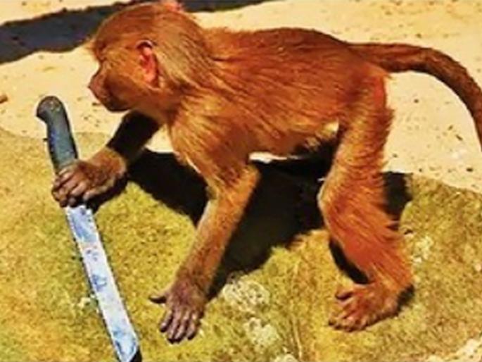 Monkey has fled with murder weapon, Rajasthan cops and Jaipur Court shocked after incident, Trending | Jaipur Court Monkey: अरे तो बघ! न्यायाधीशही शॉक झाले; खून खटल्याचे पुरावे घेऊन माकड कोर्टातून पसार Monkey has fled with murder weapon, Rajasthan cops and Jaipur Court shocked after incident, Trending | Jaipur Court Monkey: अरे तो बघ! न्यायाधीशही शॉक झाले; खून खटल्याचे पुरावे घेऊन माकड कोर्टातून पसार