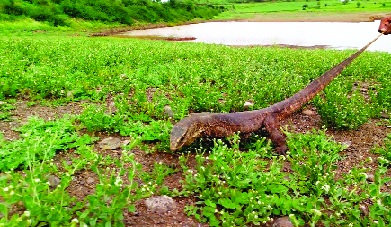 The three feet of the moncler! | मंगरूळपीरात आढळली तीन फूट लांब घोरपड! The three feet of the moncler! | मंगरूळपीरात आढळली तीन फूट लांब घोरपड!
