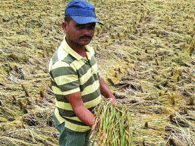 The return rains hit the paddy fields | परतीच्या पावसाचा भात-फुलशेतीला फटका The return rains hit the paddy fields | परतीच्या पावसाचा भात-फुलशेतीला फटका