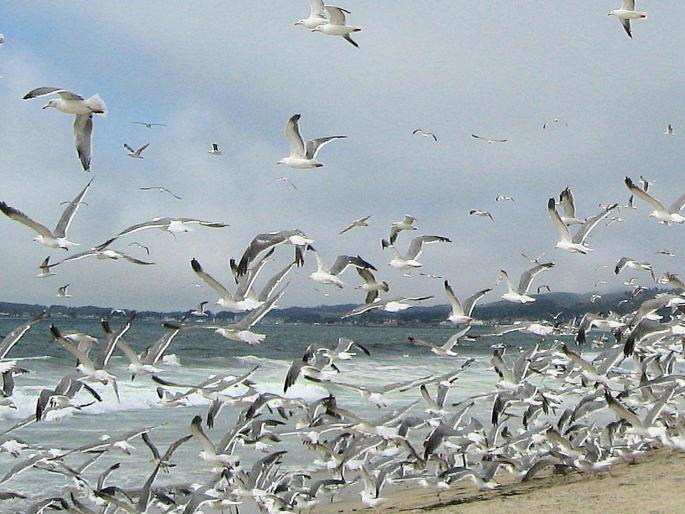 Red alert alerts Thane-Palghar district due to sea turmoil | समुद्रातील चक्रवादळामुळे ठाणे -पालघर जिल्ह्यास ‘रेड अलर्ट’ इशारा