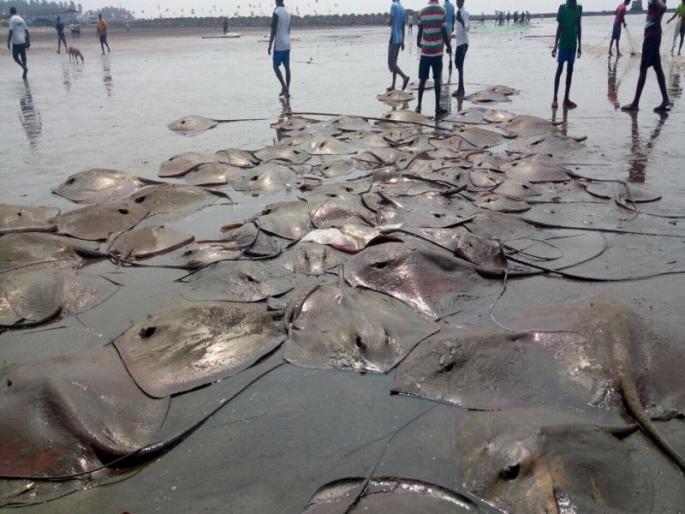 Large quantities of stinger fish, the result of climate change, on the coastal lines of Raigad-Ratnagiri | रायगड-रत्नागिरीच्या समुद्र किनारी मोठ्या प्रमाणात स्टिंगरे मासे, हवामान बदलांचा परिणाम Large quantities of stinger fish, the result of climate change, on the coastal lines of Raigad-Ratnagiri | रायगड-रत्नागिरीच्या समुद्र किनारी मोठ्या प्रमाणात स्टिंगरे मासे, हवामान बदलांचा परिणाम