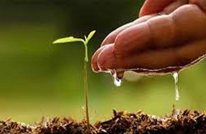 The laborers will receive the wages of the plantation | मजुरांना वृक्षारोपणाची मजूरी मिळणार The laborers will receive the wages of the plantation | मजुरांना वृक्षारोपणाची मजूरी मिळणार