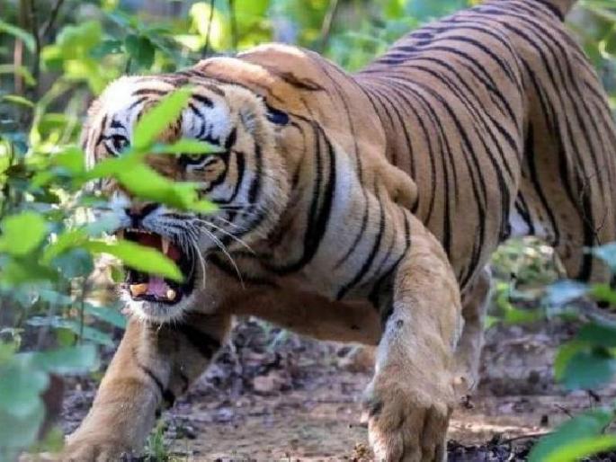 An elderly woman who went to collect tendu leaves was killed in a tiger attack | तेंदूपत्ता संकलनासाठी गेलेली वृद्ध महिला वाघाच्या हल्ल्यात ठार