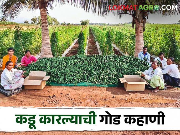 Tigers of Pargaon | पारगावचे वाघ बंधू कारल्याची शेतीतून काढता आहेत मधुर फायदा Tigers of Pargaon | पारगावचे वाघ बंधू कारल्याची शेतीतून काढता आहेत मधुर फायदा