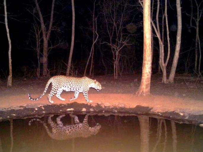World Biodiversity Day: Biodiversity rooted in Katepurna Sanctuary | World Biodiversity Day : काटेपूर्णा अभयारण्यात रुजली जैवविविधता