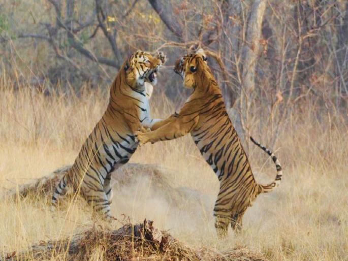 Two tigers fightTadoba Andhari Tiger Reserve to win tigress heart, Chandrapurs | प्रेमासाठी वाट्टेत ते... ताडोबात मायासाठी भिडले रुद्र आणि बलराम Two tigers fightTadoba Andhari Tiger Reserve to win tigress heart, Chandrapurs | प्रेमासाठी वाट्टेत ते... ताडोबात मायासाठी भिडले रुद्र आणि बलराम