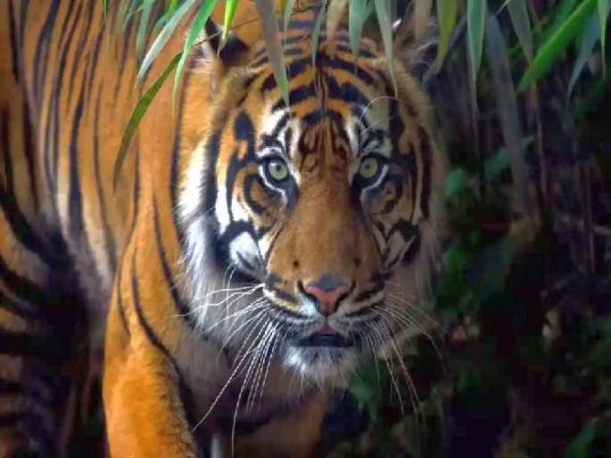 Two more killed in tiger attack in Chandrapur district | वाघाच्या भीतीने लोकं दहशतीत, आणखी दोघांचा घेतला बळी Two more killed in tiger attack in Chandrapur district | वाघाच्या भीतीने लोकं दहशतीत, आणखी दोघांचा घेतला बळी