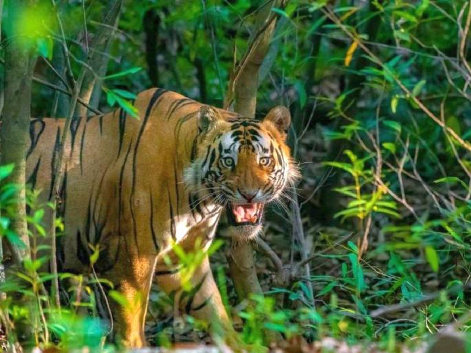 tiger suddenly spotted over 5 feet from two wheeler on hastinapur route, bikers scared to hell but luckily escaped | बापरे ! किर्रर्र अंधार अन् दुचाकीच्या पुढे पाच फुटांवर वाघ.. अंगावर शहारे आणणारी घटना tiger suddenly spotted over 5 feet from two wheeler on hastinapur route, bikers scared to hell but luckily escaped | बापरे ! किर्रर्र अंधार अन् दुचाकीच्या पुढे पाच फुटांवर वाघ.. अंगावर शहारे आणणारी घटना