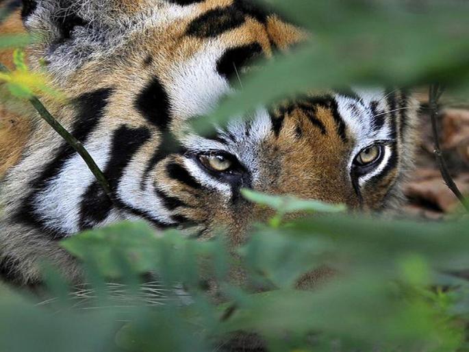 A person who went to collect firewood was killed in a tiger attack in armori tehsil | Gadchiroli | सरपण गाेळा करणाऱ्यासाठी गेलेली व्यक्ती वाघाच्या हल्ल्यात ठार A person who went to collect firewood was killed in a tiger attack in armori tehsil | Gadchiroli | सरपण गाेळा करणाऱ्यासाठी गेलेली व्यक्ती वाघाच्या हल्ल्यात ठार