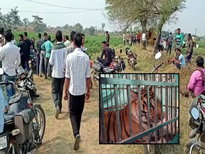 The tigress sitting in the chilli field is finally captured | मिरचीच्या शेतात ठिय्या मांडून बसलेली वाघीण अखेर जेरबंद The tigress sitting in the chilli field is finally captured | मिरचीच्या शेतात ठिय्या मांडून बसलेली वाघीण अखेर जेरबंद
