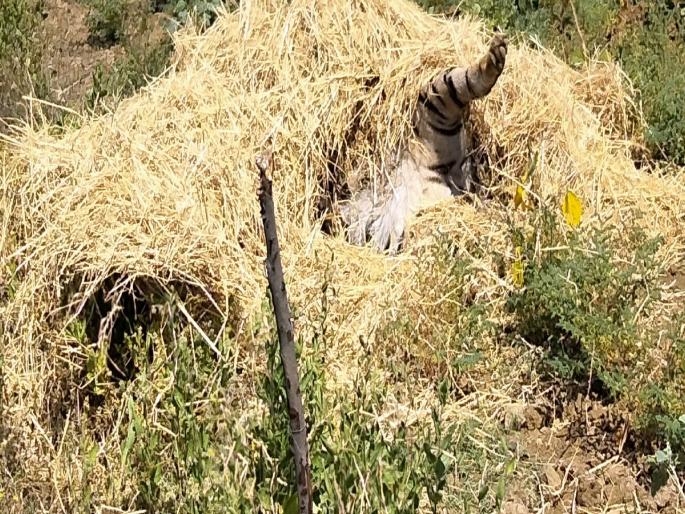 Tigress dies after being entangled in live power lines in farm | शेतातील जिवंत वीज तारांमध्ये अडकून वाघिणीचा मृत्यू