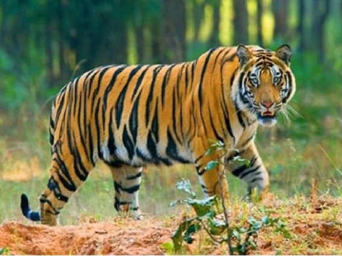 man who went to cut bamboo was killed by a tiger in Moharli forest area of chandrapur | बांबू तोडण्यासाठी गेलेल्या व्यक्तीला वाघाने केले ठार; मोहर्ली वनपरिक्षेत्रातील घटना man who went to cut bamboo was killed by a tiger in Moharli forest area of chandrapur | बांबू तोडण्यासाठी गेलेल्या व्यक्तीला वाघाने केले ठार; मोहर्ली वनपरिक्षेत्रातील घटना