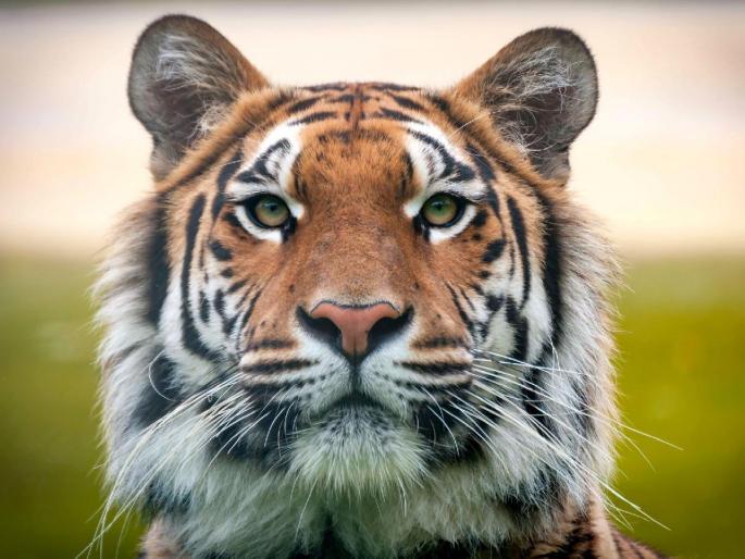 Tiger found rotting in Sillari lake of nagpur | सिल्लारीच्या तलावात सडलेल्या अवस्थेत आढळला वाघ Tiger found rotting in Sillari lake of nagpur | सिल्लारीच्या तलावात सडलेल्या अवस्थेत आढळला वाघ