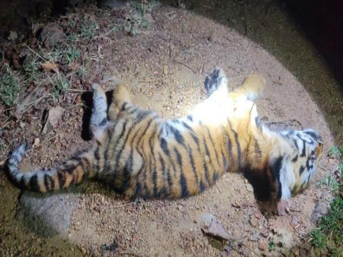 Two tigers found dead in in Dabha area of Gondpipri taluka of Chandrapur dist | गोंडपिपरी तालुक्यात दोन वाघ मृतावस्थेत आढळले, आठवडाभरापूर्वीच मृत्यू झाल्याचा अंदाज Two tigers found dead in in Dabha area of Gondpipri taluka of Chandrapur dist | गोंडपिपरी तालुक्यात दोन वाघ मृतावस्थेत आढळले, आठवडाभरापूर्वीच मृत्यू झाल्याचा अंदाज