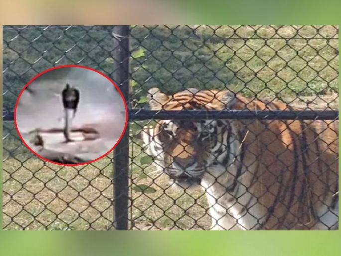 Spectacled cobra enters tiger’s enclosure; exposes Maharajbagh Zoo Administration apathy for zoo animals | वाघोबाच्या पिंजऱ्यात नागोबाचा मुक्काम; पाच वर्षानंतर पुन्हा 'त्या' घटनेची पुनरावृत्ती Spectacled cobra enters tiger’s enclosure; exposes Maharajbagh Zoo Administration apathy for zoo animals | वाघोबाच्या पिंजऱ्यात नागोबाचा मुक्काम; पाच वर्षानंतर पुन्हा 'त्या' घटनेची पुनरावृत्ती