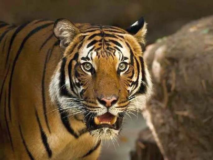 Maharashtra becomes hotspot for wildlife poaching and organ trafficking | वन्यजीवांच्या शिकारीसोबतच तस्करीमुळे वनविभाग हतबल; आरोपींना शिक्षा होण्यासाठी मंथन Maharashtra becomes hotspot for wildlife poaching and organ trafficking | वन्यजीवांच्या शिकारीसोबतच तस्करीमुळे वनविभाग हतबल; आरोपींना शिक्षा होण्यासाठी मंथन