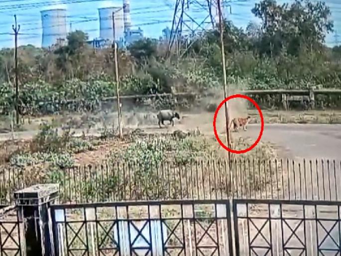 group of buffaloes give tough fight with tiger and make him run, video viral; Incident in Urjanagar of chandrapur | Video : अन् म्हैस पडली वाघावर भारी; व्हिडीओ सोशल मीडियावर व्हायरल