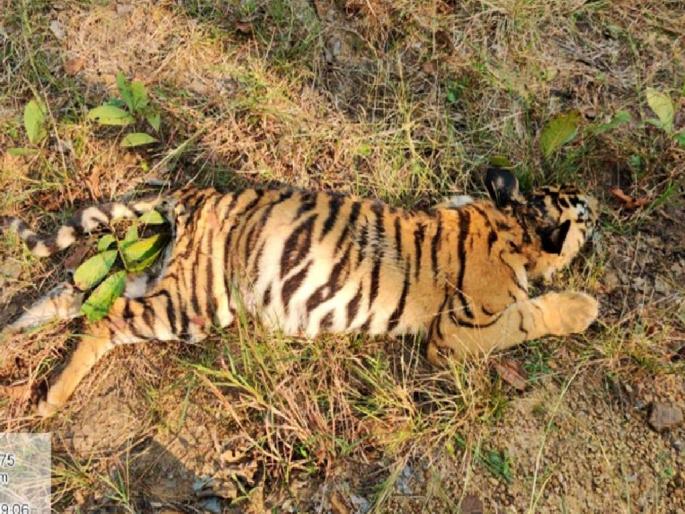two tigresses along with calf dies in Tadoba-Andhari Tiger Reserve | ताडोबा-अंधारी व्याघ्र प्रकल्पात दोन वाघिणींसह बछड्याचा मृत्यू two tigresses along with calf dies in Tadoba-Andhari Tiger Reserve | ताडोबा-अंधारी व्याघ्र प्रकल्पात दोन वाघिणींसह बछड्याचा मृत्यू
